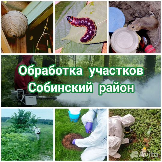 Уничтожение клещей, комаров, ос, короеда, борщевик