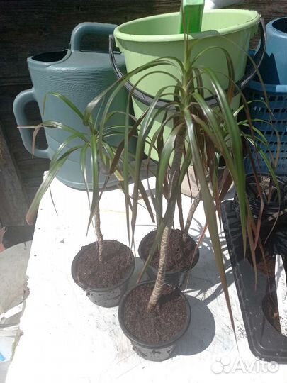 Пальма драцена