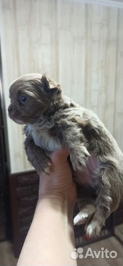 Щенки чихуахуа длинношерстные