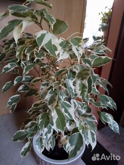 Фикус твилайт