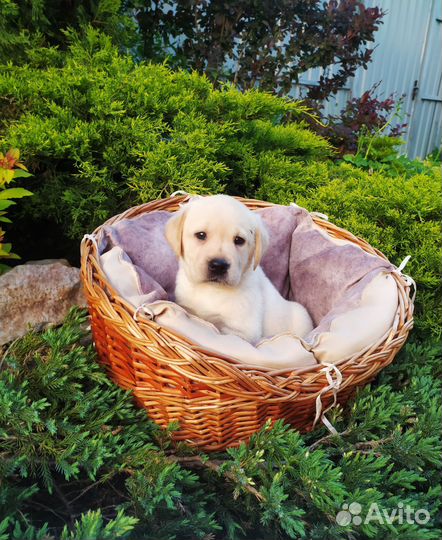 Щенки лабрадора