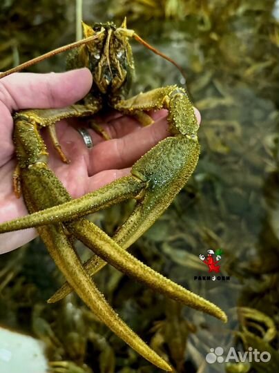 Раки для дружной компании от 3 кг