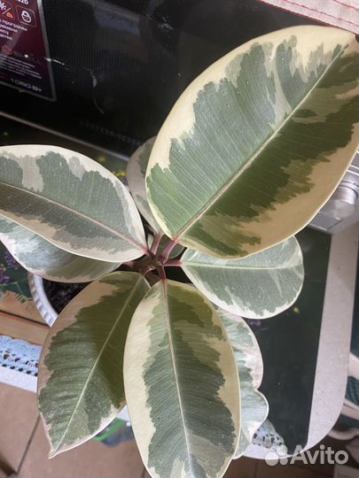 Фикус Эластика Тинеке