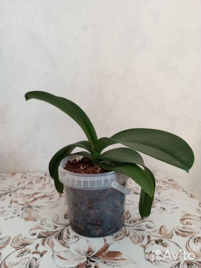 Орхидея фаленопсис