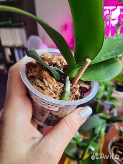 Орхидеи подростки Пират пикоти/Love Potion