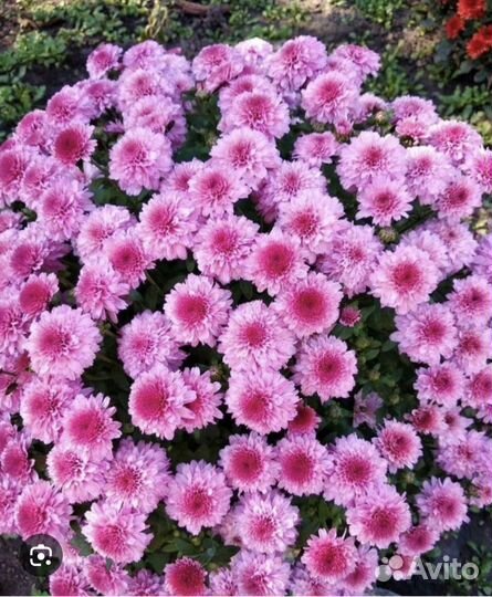 Хризантемы мультифлора