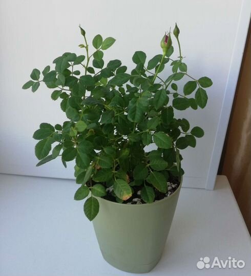 Роза комнатная кустовая мини 3 цвета