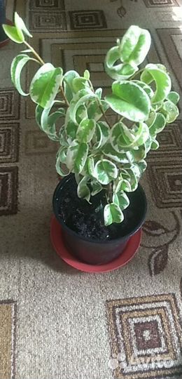 Фикус ретуза гавайская