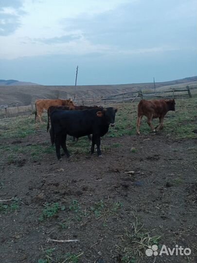 Бычки подсосные