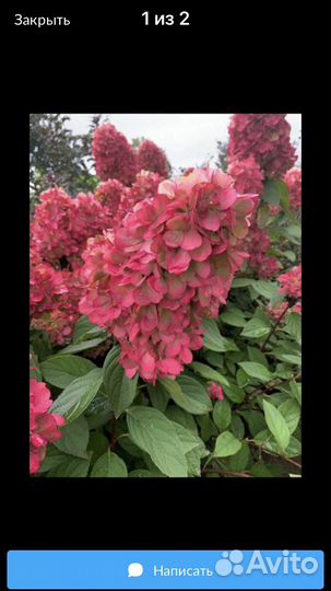 Гортензия бонфаер