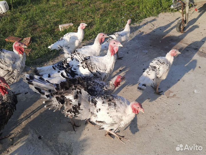 Индюшата подрощенные