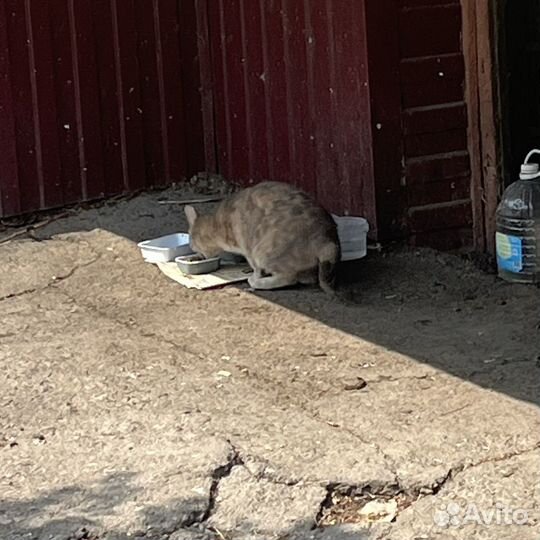 Кошечка в добрые руки
