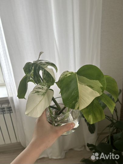 Монстера альба