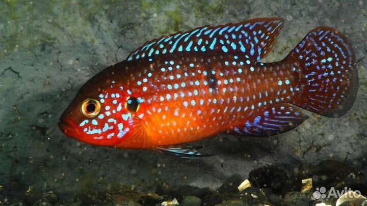 Хромис красавец L