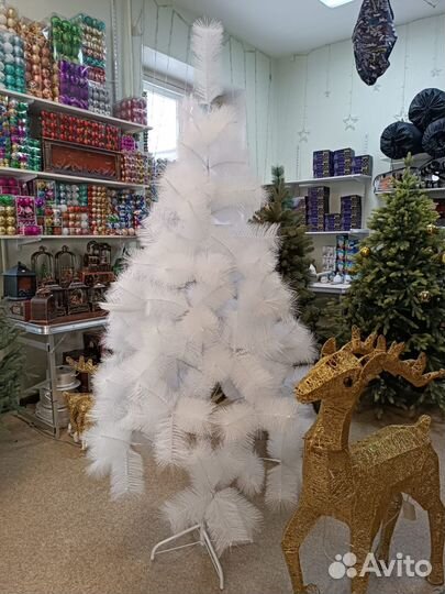 Сосна белая