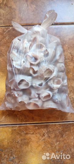 Морские ракушки