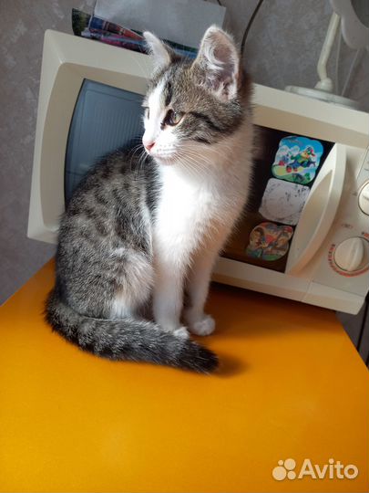 Котенок мальчик