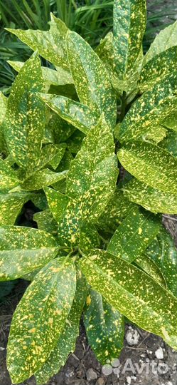 Растения для сада