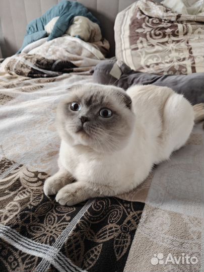 Шотландский вислоухий кот вязка