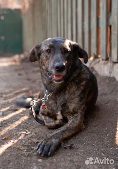 Тайгер ищет дом