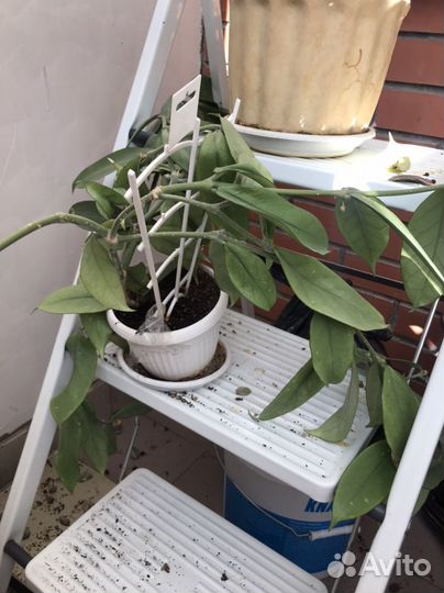 Хойя взрослая