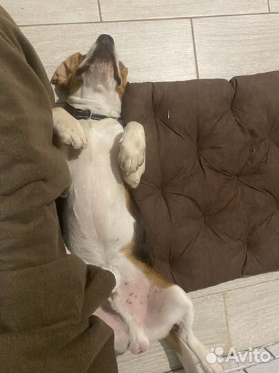 Вязка кобель бигль