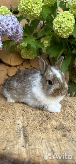 Большой выбор карликовых декоративных кроликов