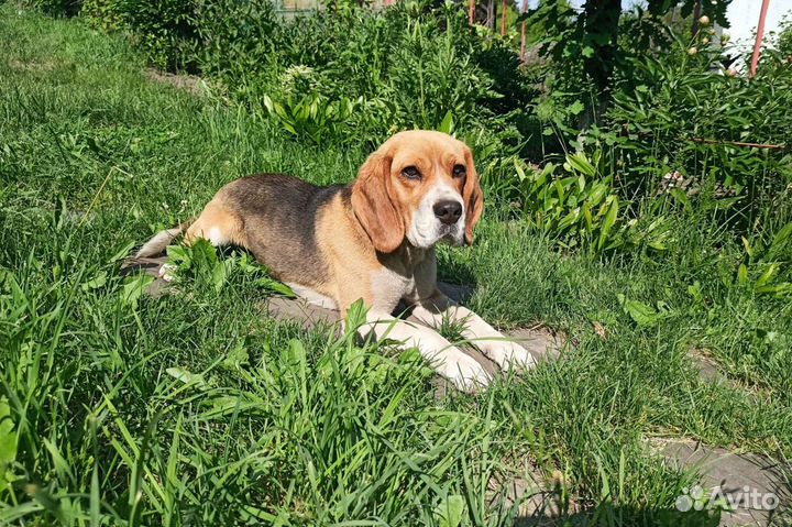 Бигль вязка