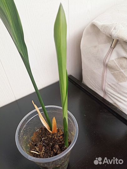 Аспидистра вариегатная