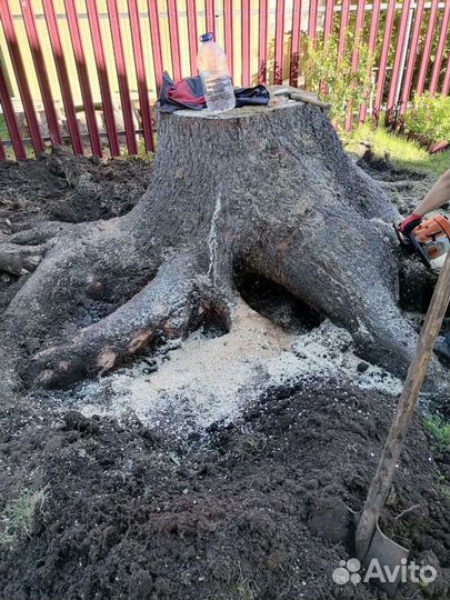 Спил деревьев