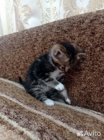Котик в добрые ручки
