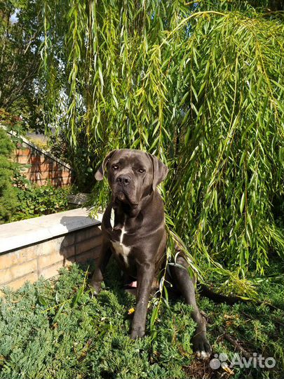 Передержка животных