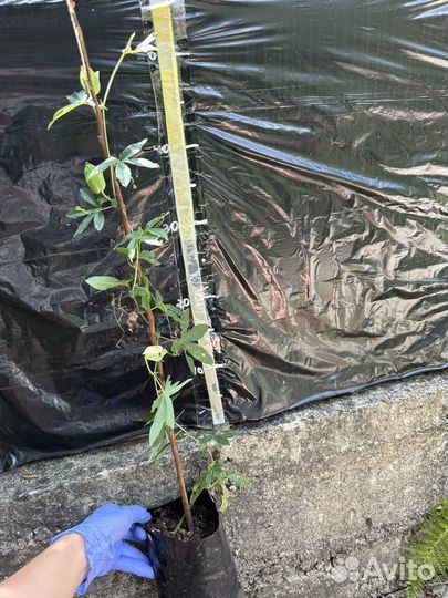 Пассифлора