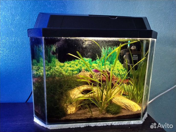 Аквариум + содержимое