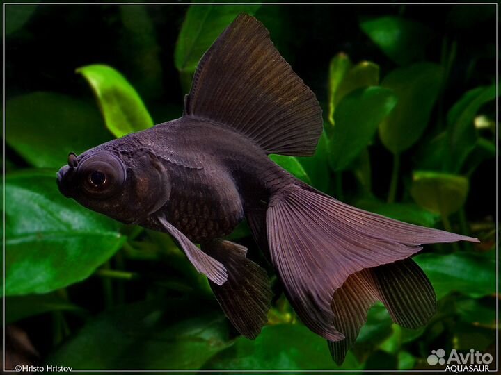 Оранда. Риукин. Комета. Красная шапочка. Фон. Мох