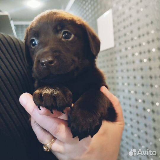 Щенки лабрадора