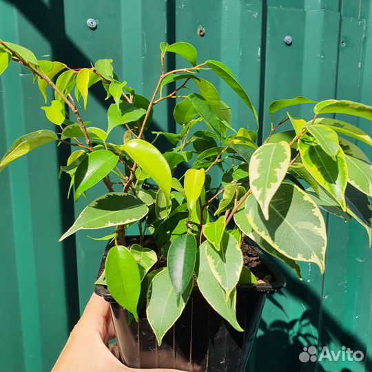 Декабрист шлюмбергера, фикус, фикус карликовый