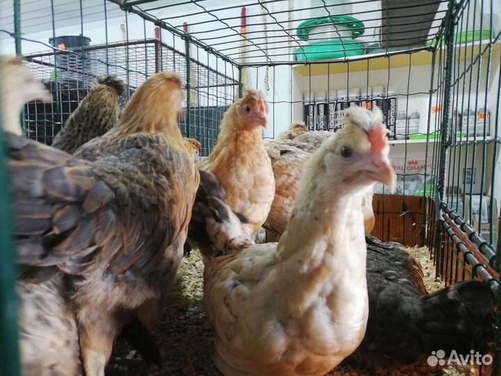Куры Доминант - несушка - молодки - петух