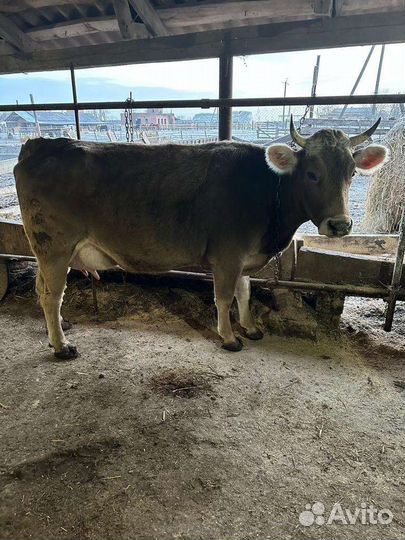 Коровы дойные(швицы)телки