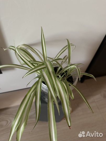 Хлорофитум