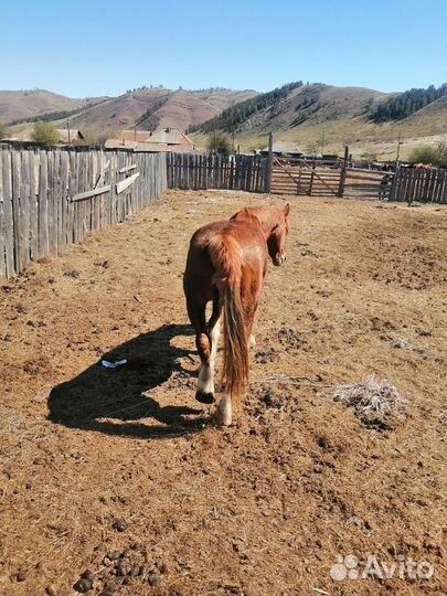 Продам жеребца