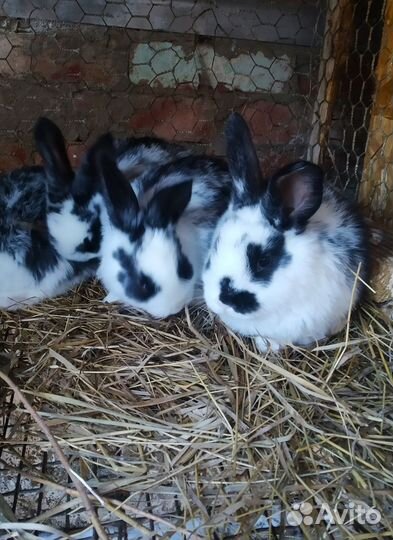 Кролики мясных пород