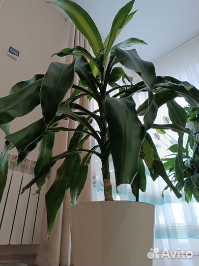 Пальма драцена душистая