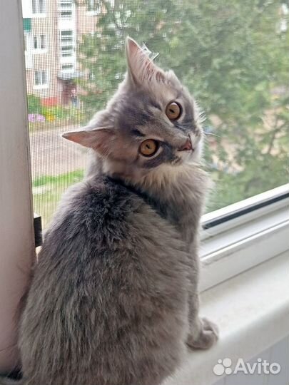 Темка котенок в добрые руки