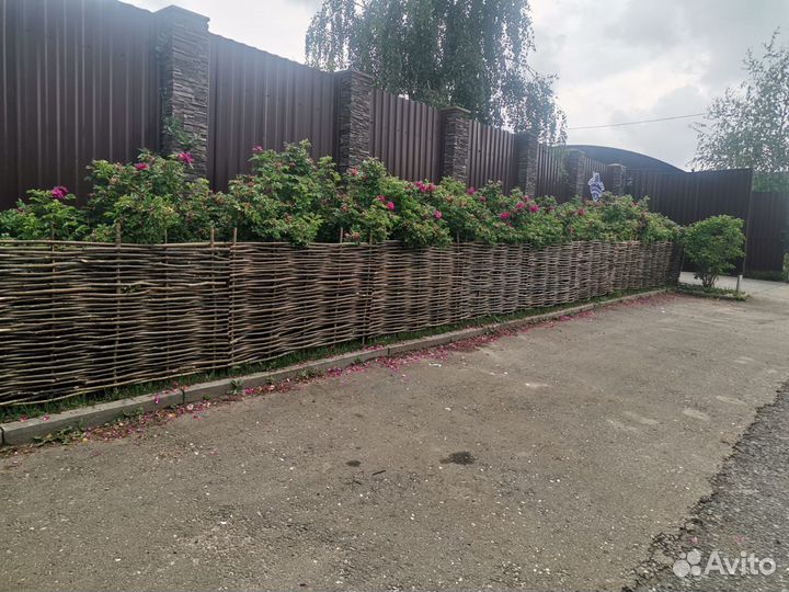 Плетень из орешника