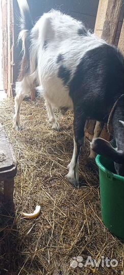 Козлята 3мес