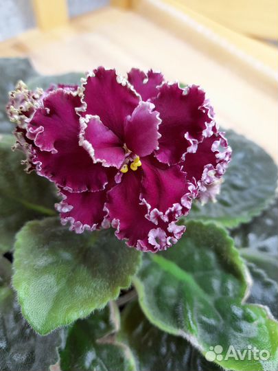 Черенки сортовых фиалок на срез