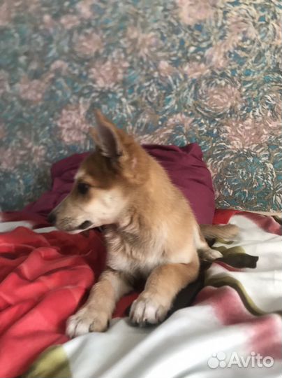 Отдам бесплатно в добрые руки