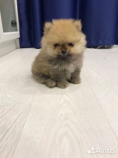 Щенки померанского шпица