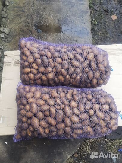 Семенной картофель королева анна